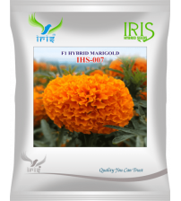 Marigold Orange Iris F1 IHS-007 - 50 Seeds
